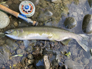 Native Trout Fly Fishing