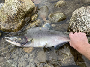 Native Trout Fly Fishing