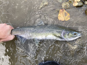 Native Trout Fly Fishing