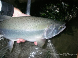 Native Trout Fly Fishing