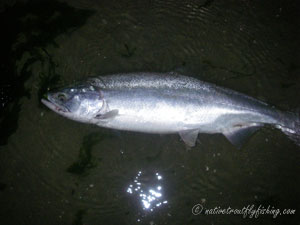 Native Trout Fly Fishing