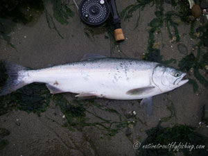 Native Trout Fly Fishing