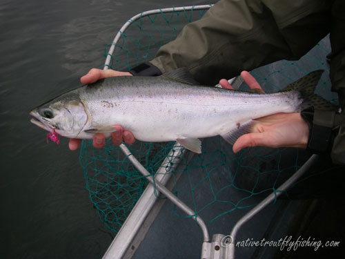 Native Trout Fly Fishing