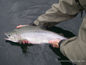 Native Trout Fly Fishing