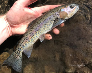 Native Trout Fly Fishing