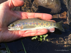 Native Trout Fly Fishing