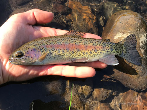 Native Trout Fly Fishing