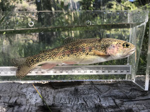 Native Trout Fly Fishing