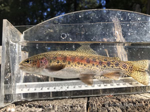 Native Trout Fly Fishing