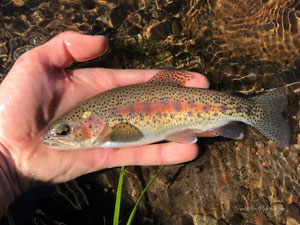 Native Trout Fly Fishing