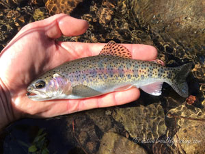 Native Trout Fly Fishing