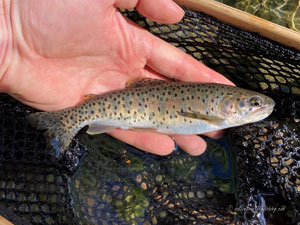 Native Trout Fly Fishing