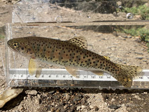 Native Trout Fly Fishing