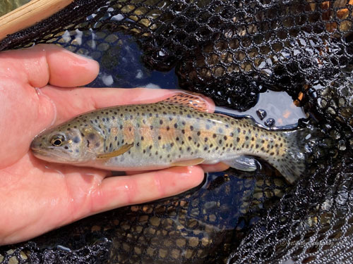 Native Trout Fly Fishing