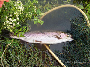 Native Trout Fly Fishing