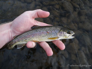 Native Trout Fly Fishing