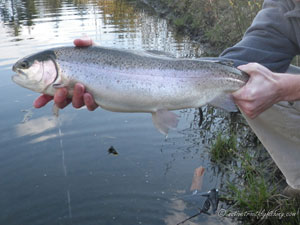 Native Trout Fly Fishing