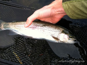 Native Trout Fly Fishing