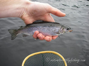 Native Trout Fly Fishing