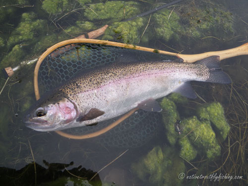 Native Trout Fly Fishing