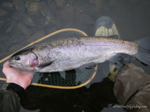 Native Trout Fly Fishing