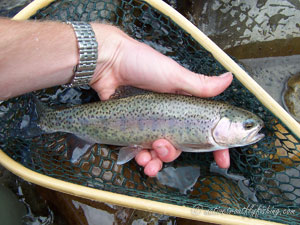 Native Trout Fly Fishing