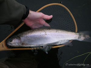 Native Trout Fly Fishing