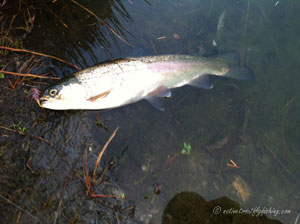 Native Trout Fly Fishing