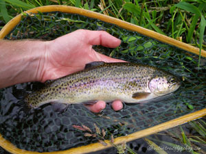 Native Trout Fly Fishing