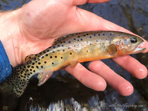 Native Trout Fly Fishing