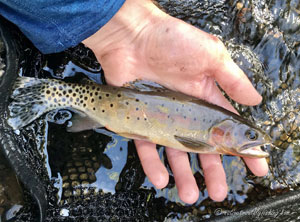 Native Trout Fly Fishing