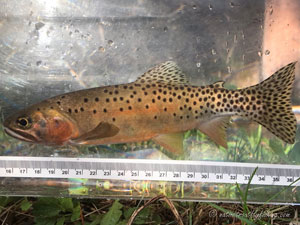 Native Trout Fly Fishing