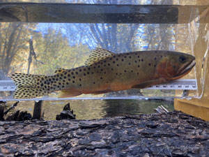 Native Trout Fly Fishing