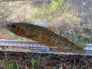 Native Trout Fly Fishing