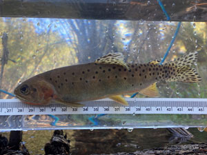 Native Trout Fly Fishing