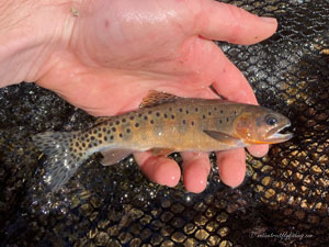 Native Trout Fly Fishing