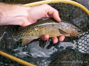 Native Trout Fly Fishing