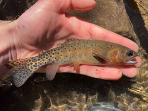 Native Trout Fly Fishing