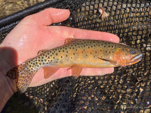 Native Trout Fly Fishing