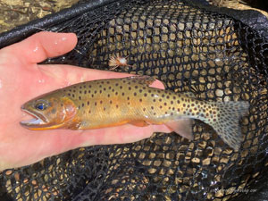 Native Trout Fly Fishing