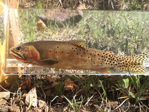 Native Trout Fly Fishing