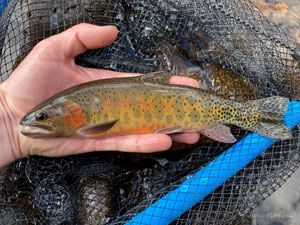 Native Trout Fly Fishing