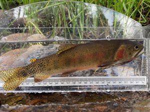 Native Trout Fly Fishing