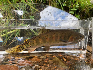 Native Trout Fly Fishing