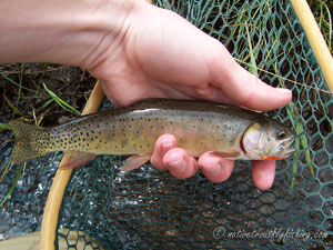 Native Trout Fly Fishing