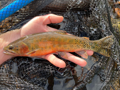 Native Trout Fly Fishing