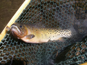 Native Trout Fly Fishing