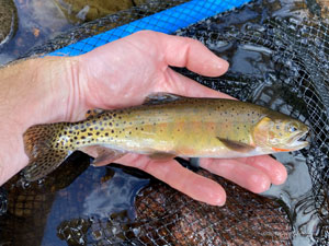 Native Trout Fly Fishing