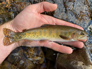 Native Trout Fly Fishing