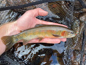 Native Trout Fly Fishing